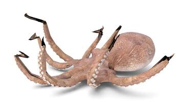 an octopus with its tentacles spread out on a white background video