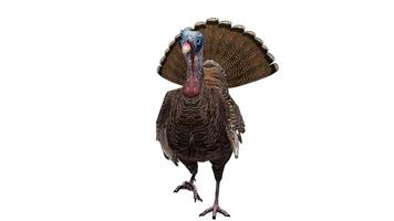 3d rendering of a turkey on white background video