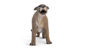 a 3d rendering of a cougar standing up video