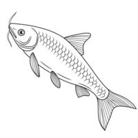 Swai Fish Line Art Illustration vector