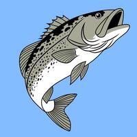 Croaker Fish Jumping in Blue Water vector
