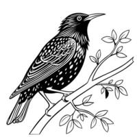 Detailed black and white illustration of a starling bird with speckled plumage and sharp claws vector
