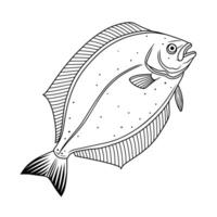 Halibut Fish Line Art Illustration vector