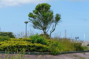 A small tree in cherbourg photo