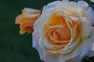 A close up of a rose with a green background photo