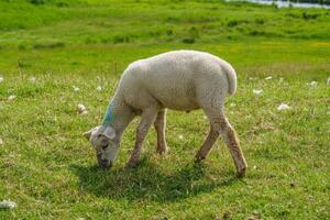A small sheep grazing in a field photo