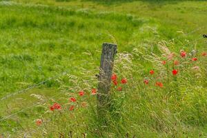 A fence with red flowers and a fence post photo