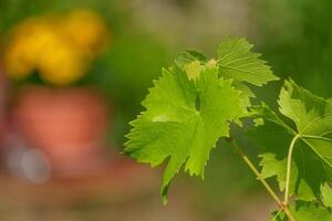 A close up of a plant with leaves photo