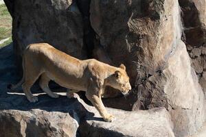 Lioness, Rocks, Zoo - A lioness walks on rocks in a zoo enclosure. photo
