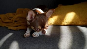 Brown chihuahua dog lying on grey couch with yellow pillow in sunlight with sad and waiting expression video