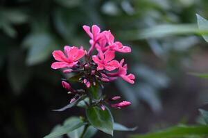 Red phlox flowers on a background of dark bushes. photo