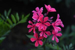 Red phlox flowers on background of dark bushes. photo