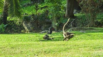 Monkeys play on the sunny lawn video