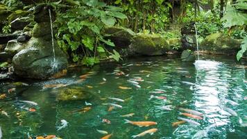 Pond with fish and waterfalls video