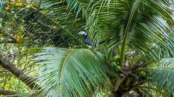 Tropical bird on palm tree video