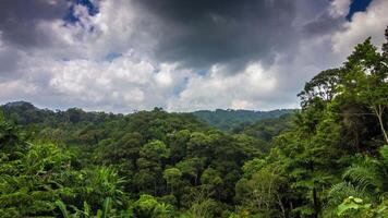 Tropical forest with clouds time lapse video