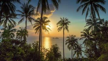Tropical sunset with palms time lapse video