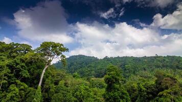 Tropical forest with clouds running to camera time lapse video