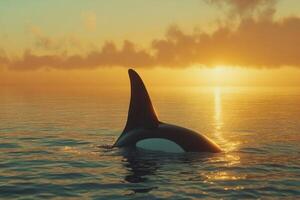 Orca tail fin at sunset photo