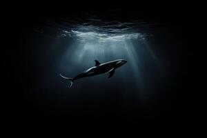 Orca in deep ocean light photo
