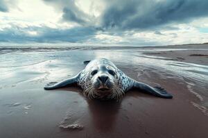 Seal resting on a beach photo