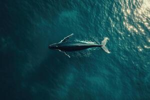 Aerial view of a whale in deep blue ocean photo