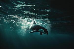 Orca swimming underwater photo