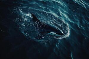 Orca in deep water photo