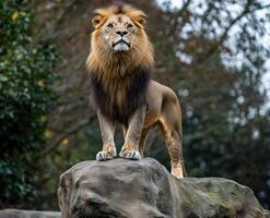 Majestic lion atop a rock photo