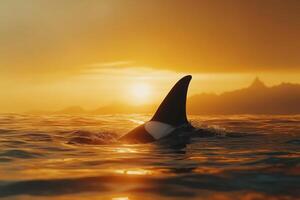 Orca fin at sunset over water photo