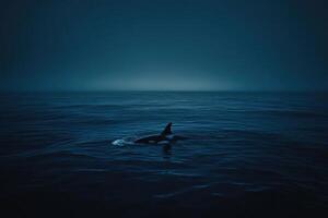 Orca in dark ocean photo