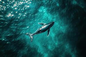 A whale swimming in the ocean with its tail out photo