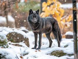 Black wolf in snowy forest photo