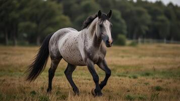 A dappled horse in a field photo