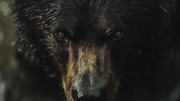 A close up of a black bear's face photo