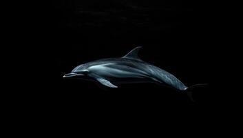 A dolphin is swimming in the dark photo