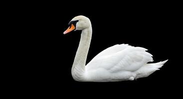 A white swan is standing on a black background photo