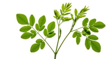 Moringa oleifera is a plant that is used in many countries photo