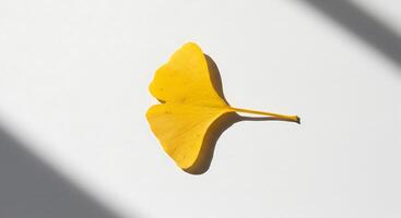 A yellow leaf on a white surface photo