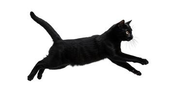 A black cat is running in the air photo