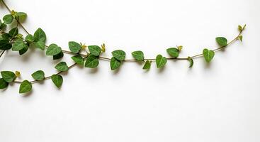 A green vine with leaves on a white background photo