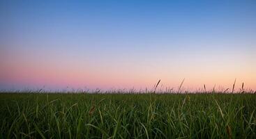 A field of grass at sunset with a blue sky photo