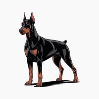 illustration of doberman pinscher dog Standing upright vector