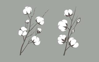 Botanical Illustration of Cotton Plant with Flowers and Leaves in Vintage Style vector