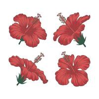 Red hibiscus flowers with green outlines floral vector