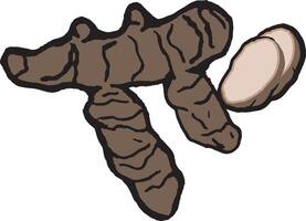 Handdrawn Illustration of Fresh Ginger Root and Slices vector