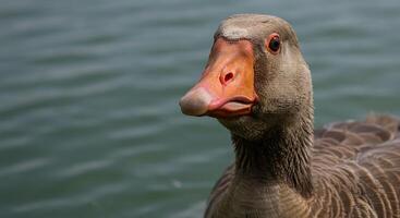 A close up of a duck with a beak open photo