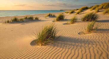 A sandy beach with grass and sand dunes photo