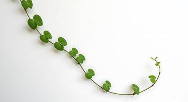 A vine with leaves on a white wall photo