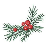 Pine branch with berries. Hand drawn winter botanical element for holiday and seasonal design vector